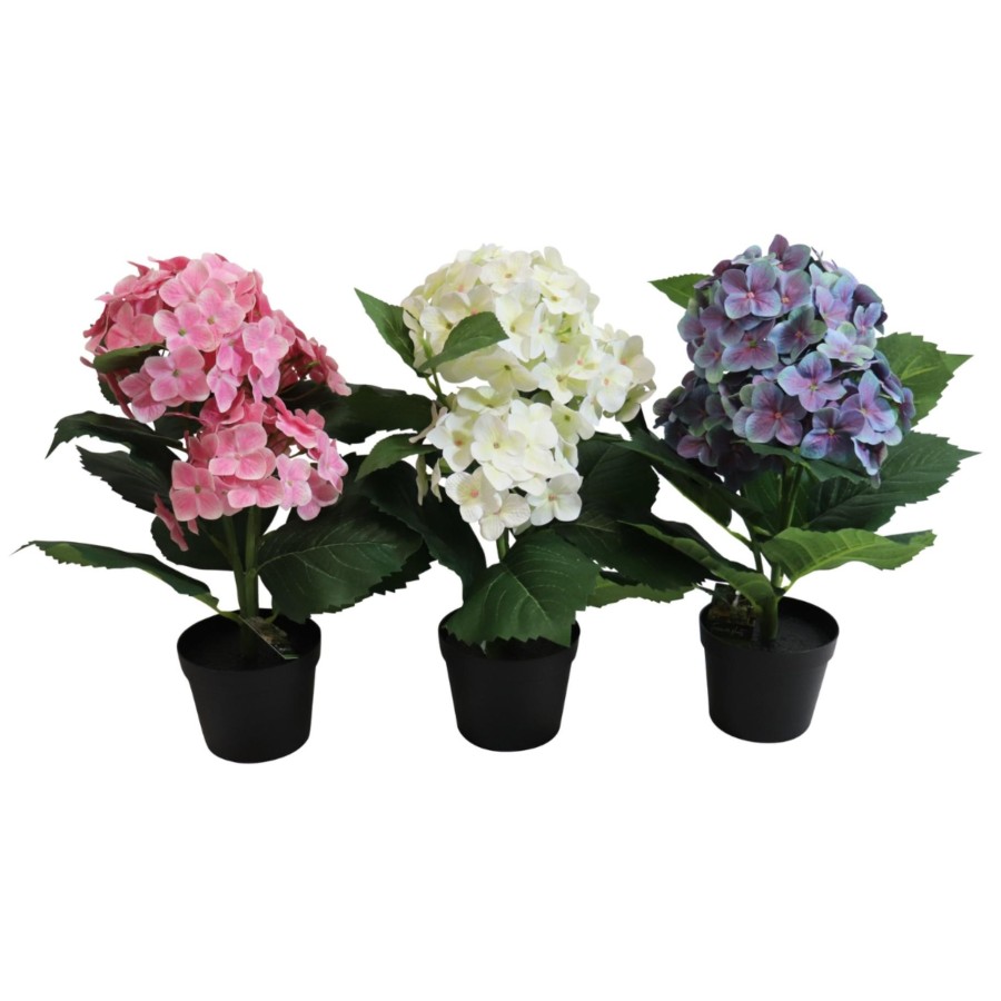 Hortensia Plant in pot - 40cm - Verschillend uitgeleverd - Prijs per stuk